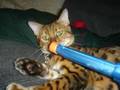 King-Leonidas---Pulp-Fiction-Bengal-Cat