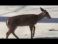 Crippled Young Deer