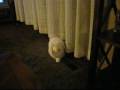 Midow being playful