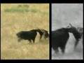 Ver Video