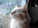 Tweetie at the Window