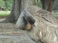 Sandhill Cranes in Florida