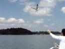 Matsushima birds2