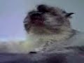 Talking Cat Talking Cat