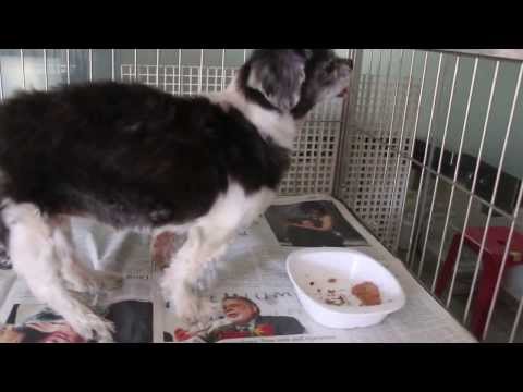 how to treat a shih tzu with diarrhea