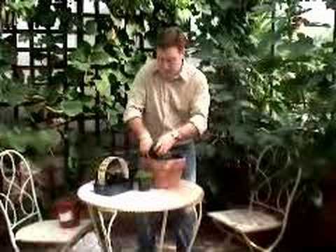 Hoggywart - Martin Fish from Garden News demonstrates how to create a simple & effective Sempervivum Pot that will look good throughout the Winter.