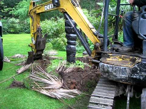 how to transplant palm tree