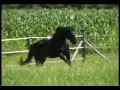 American Quarter Horses American Quarter Horses