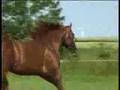 American Quarter Horses