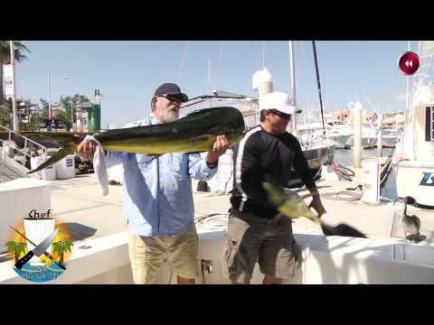 Sea Lion Steals Monster Fish – Instant Bad Day