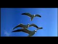 del album reminiscence de wayne gratz el vuelo de la gaviota, con imagenes de la pelicula juan salvador gaviota