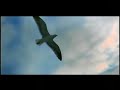 fligth of the seagull JUAN SALVADOR GAVIOTA fligth of the seagull JUAN SALVADOR GAVIOTA