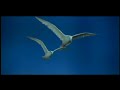 del album reminiscence de wayne gratz el vuelo de la gaviota, con imagenes de la pelicula juan salvador gaviota