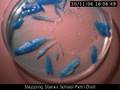 Growing Copper Sulphate crystals
