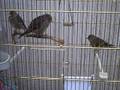 videos de goldfinch mules (3) in cage nov.08
