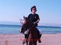 horse