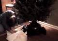 Uncle Steves Christmas Tree
