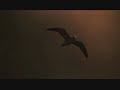 Jonathan Livingston Seagull - Anthem