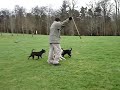 staffies chasing flirt pole