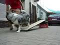 Border Collie - kontaktní zony