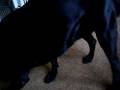 Black Labrador Retriever- Roxy plays with Shrek Donkey toy