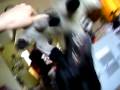 Black Labrador Retriever- Roxy plays with Shrek Donkey toy