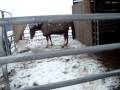 videos de MaiiLe Chuy Y Manuel Out In The sNow iin BlooMField New Mexico