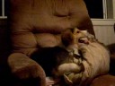 puppy & the pillow