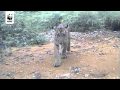 Cute tiger cubs sniff WWF camera trap