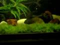 videos de 2nd 100 Gal