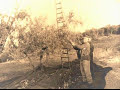 Contadino che raccoglie le susine (bestemmiatore toscano)