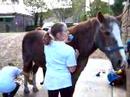Sponsered groom for World Horse Welfare