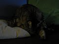 Buddha Cat