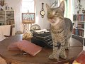 In 1935, famed author Ernest Hemingway received a cat named 