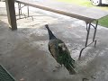 Me chasing a Peacock at the Racine Zoo Me chasing a Peacock at the Racine Zoo