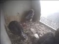 De Mortel 27 Mei, in de kast en op het rooster De Mortel 27 Mei, in de kast en op het rooster