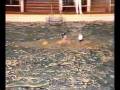 videos de Barcelona 6 Montjuic 6 Spanish League 1986 Play off report (save foot attemp) water polo.avi