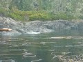 Leones marinos en las Islas Plumper (Canadá)