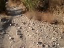 Mountain Biking Caballero Canyon Tarzana California L.A.