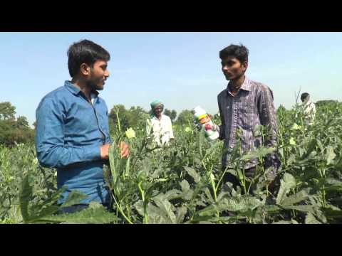 how to grow bhindi