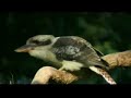 Beautiful Singer Bird Beautiful Singer Bird