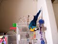 jack the macaw part3