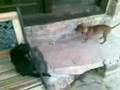 PERRO&GATO