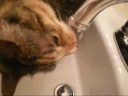 Sink Lickin' Good