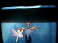 ドラゴンジェム動画