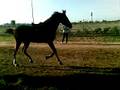 videos de Yo dando cuerda a yegua.