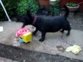 videos de sweep the scottie dog and the mega bubble blaster