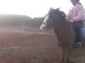 Kirsty McLean Jumping Alfie Over A Spread