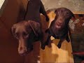 Labrador Retreivers vs. Bubble Wrap
