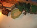 Bearded Dragon Cage Setup Bearded Dragon Cage Setup